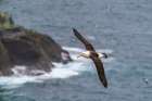 Falkland Islands, West Point Island. Black-browed albatross in flight. Art Print